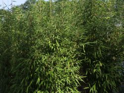 Sulenbambus WELL-BORN BAMBOO Africa 'Maasai'  - Fargesia WELL-BORN  BAMBOO Africa 'Maasai'  - Baumschule Horstmann
