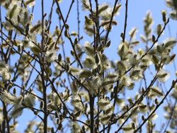 Salweide / Palmweide Salix caprea Baumschule Horstmann