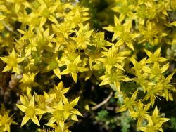 Scharfer Mauerpfeffer (Sedum acre) - perfekte Stauden & Ratgeber