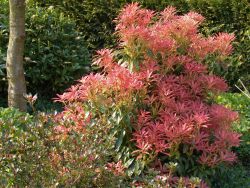 Lavendelheide Pieris japonica Forest Flame 20-25cm Frühlingsblüher 