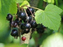Schwarze Johannisbeere Ribes nigrum Baumschule Horstmann