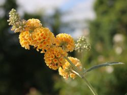 Schmetterlingsstrauch Buddleja Sungold - Gelb Blühend & Winterhart 40-60 Cm