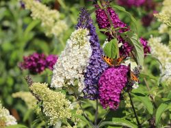 Sommerflieder / Schmetterlingsstrauch 'Tricolor' Buddleja davidii