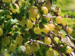 Stachelbeere 'Hinnonmäki gelb' - Ribes uva-crispa 'Hinnonmäki gelb' -  Baumschule Horstmann