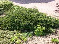 thuja kugel kaufen Thuja occidentalis 'Danica' (Zwergiger Kugel-Lebensbaum) hier günstig kaufen  – Mitteldeutsche-Baumschulen