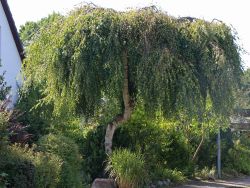 Betula pendula Youngii Trauerbirke Hängebirke Birke versch Größen auf Stamm