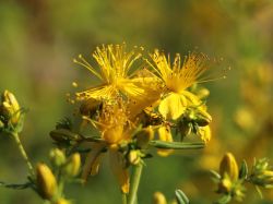 Tpfel-Johanniskraut (Hypericum perforatum) fr Deinen Garten!