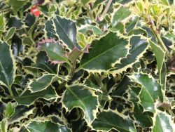 Weibunte Stechpalme 'Argentea Marginata' - Ilex aquifolium 'Argentea  Marginata' - Baumschule Horstmann
