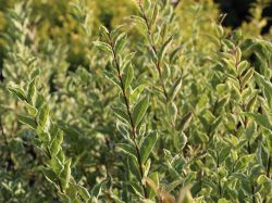 Weigerandeter Ovalblttriger Liguster 'Argenteum' - Ligustrum ovalifolium  'Argenteum' - Baumschule Horstmann