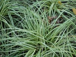 Carex ornithopoda 3 Stauden je im 7 cm Topf Vogelfuß-Segge ca 10 cm groß