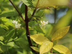 Wohlriechende Heckenkirsche - Lonicera fragrantissima - Baumschule Horstmann
