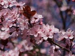 Zwerg-Blutpflaume - Prunus cistena