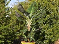 10 Frische Musa Acuminata 'Dwarf'-Bananensamen – Für Tropische Früchte Im Eigenen Garten