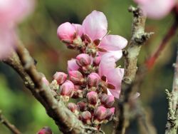 Zwerg-Nektarine 'Didone' - Prunus nucipersica 'Didone' - Baumschule  Horstmann