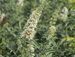 Buddleja Sommerflieder dardos ornamental White 60-80cm