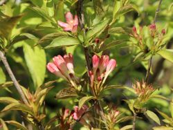 ZwergWeigelie 'All Summer Peach' Weigela florida 'All Summer Peach