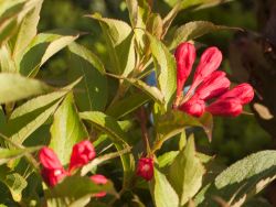 ZwergWeigelie 'All Summer Red' ® Weigela florida 'All Summer Red