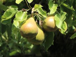 Zwergbirne 'Luisa' - Pyrus communis 'Luisa' - Baumschule Horstmann