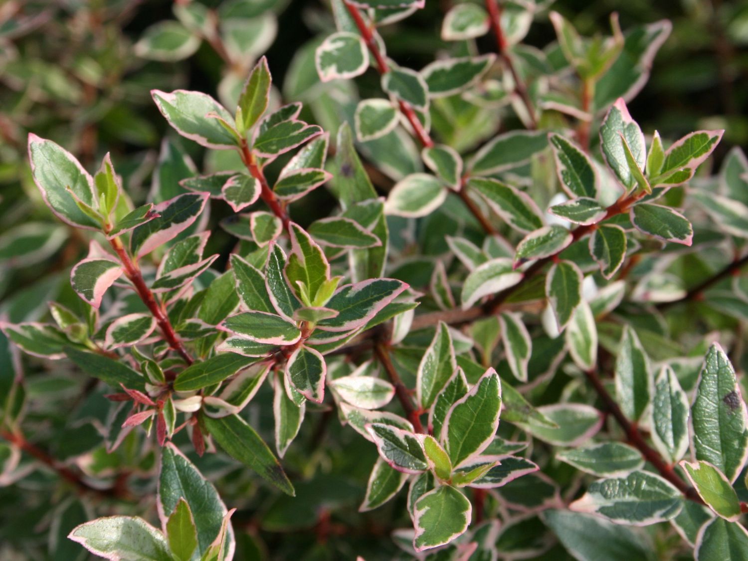 Abelie 'Confetti' - Abelia grandiflora 'Confetti'