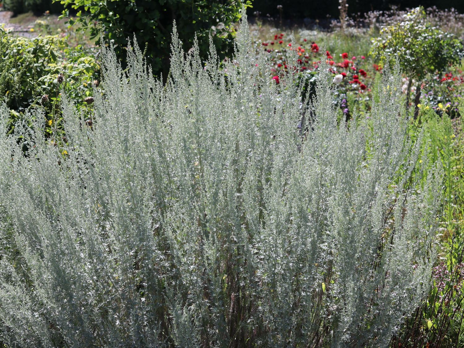 Absinth / Echter Wermut Artemisia absinthium für Deinen Garten