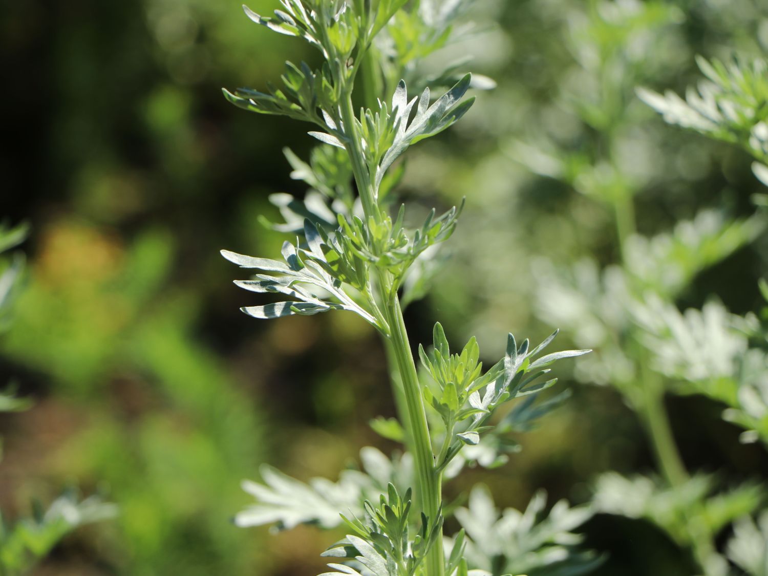 Absinth / Echter Wermut Artemisia absinthium für Deinen Garten