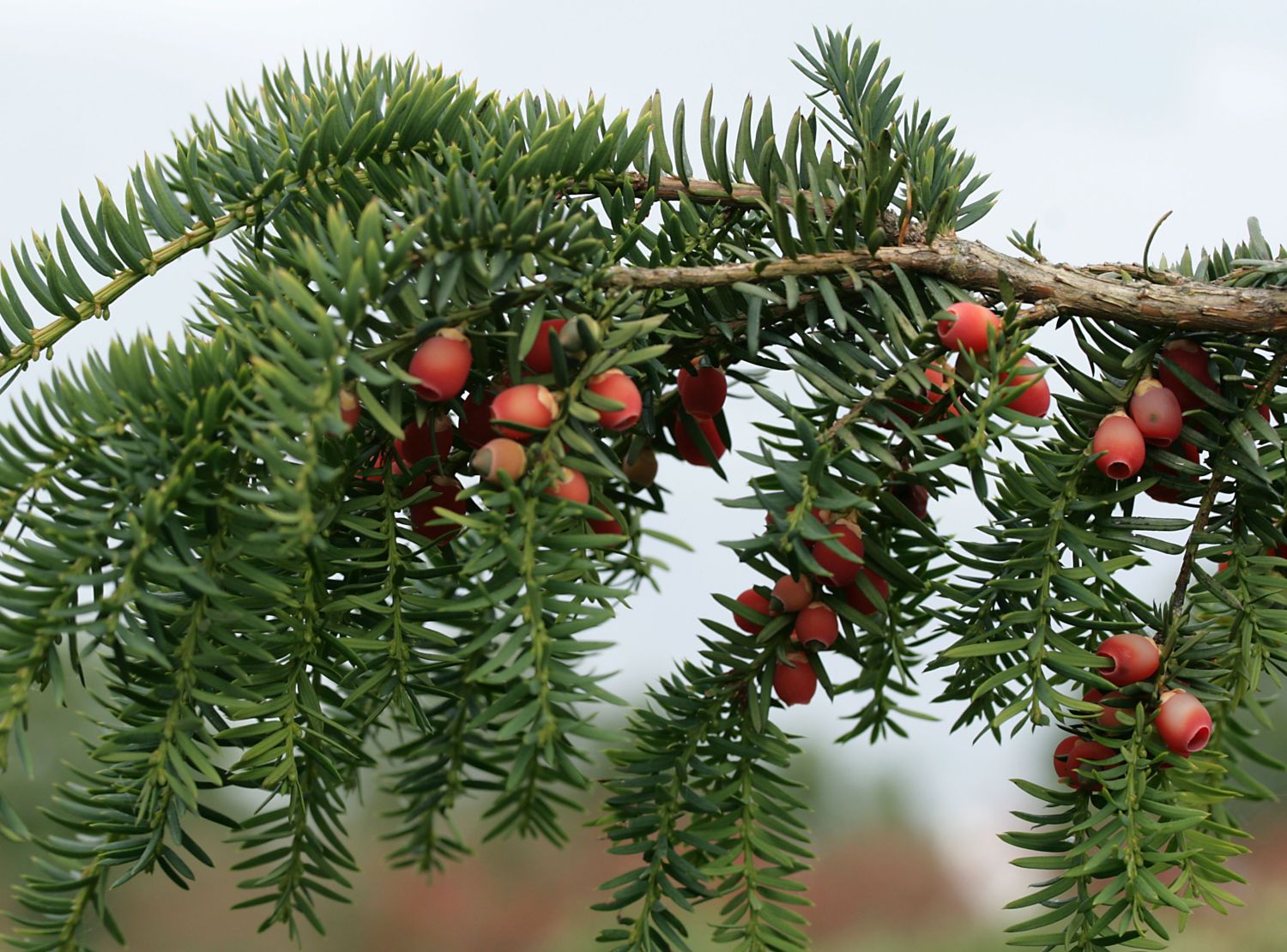 Плоды хвойных растений. Тисс ягодный. Тисс baccata. Тис ягодный (Taxus baccata David p9). Тис хвойное дерево.