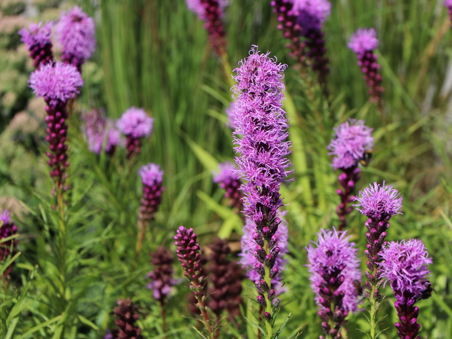 Ährige prachtscharte (liatris spicata) für deinen garten!
