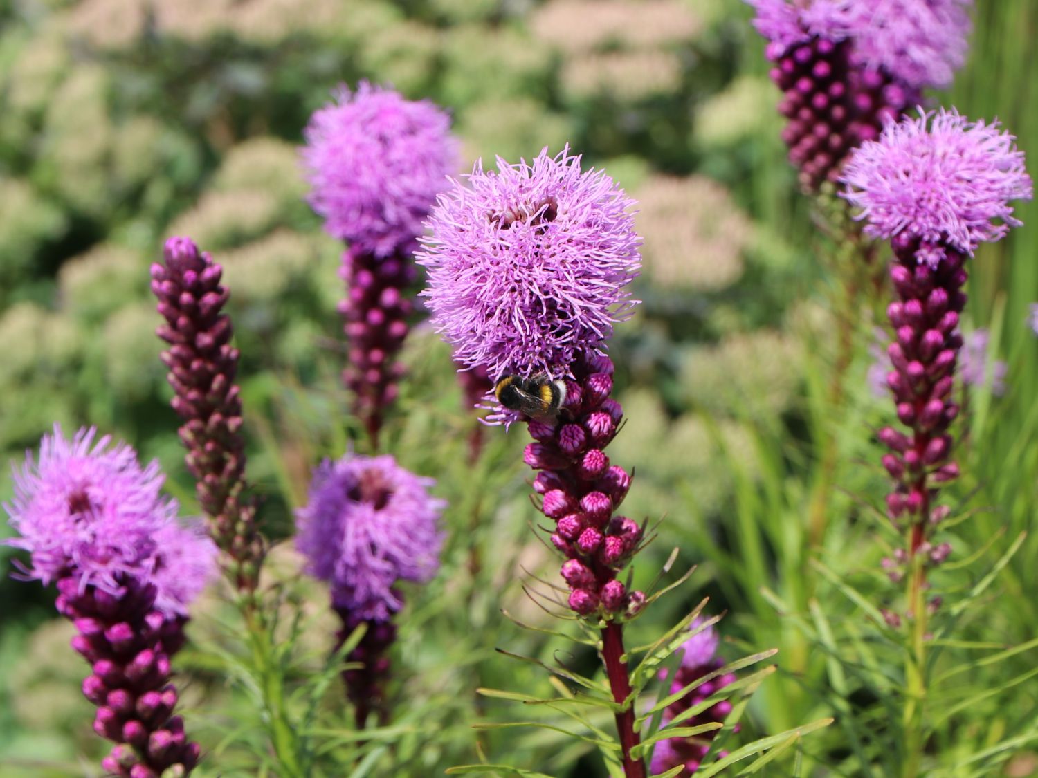 Ährige prachtscharte (liatris spicata) für deinen garten!