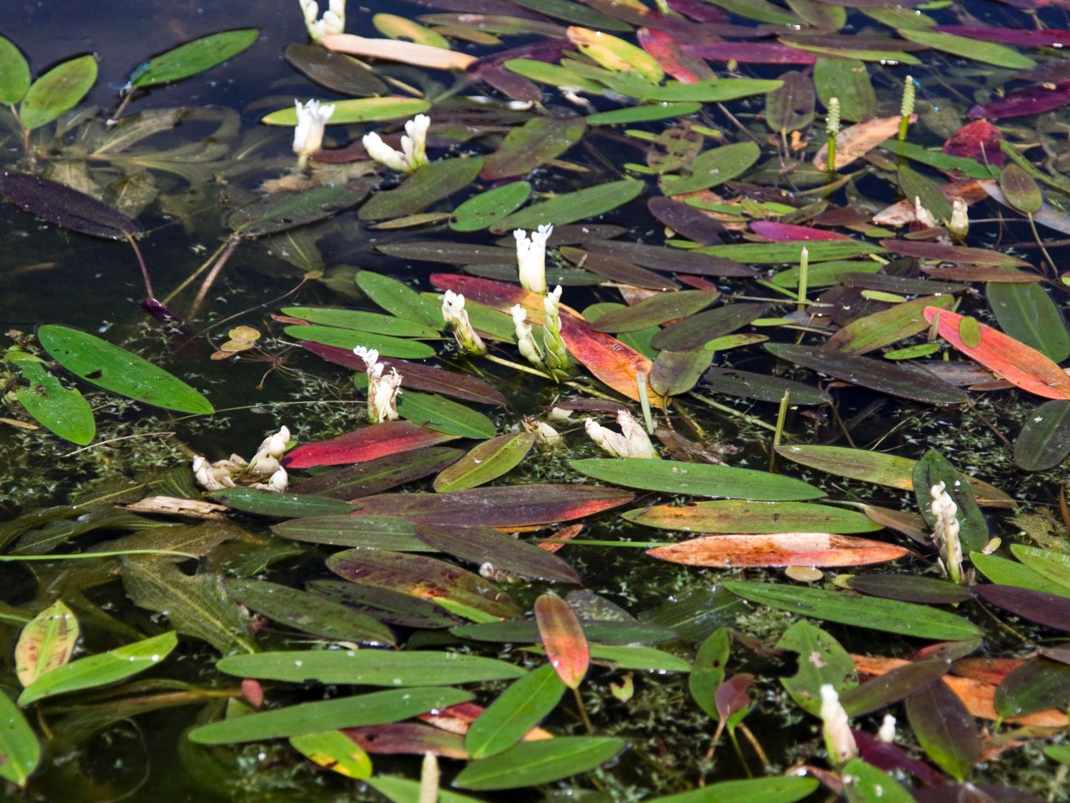 Wasserähre Aponogeton distachyos Schwimmpflanze Unterwasserpflanze Teichpflanzen 