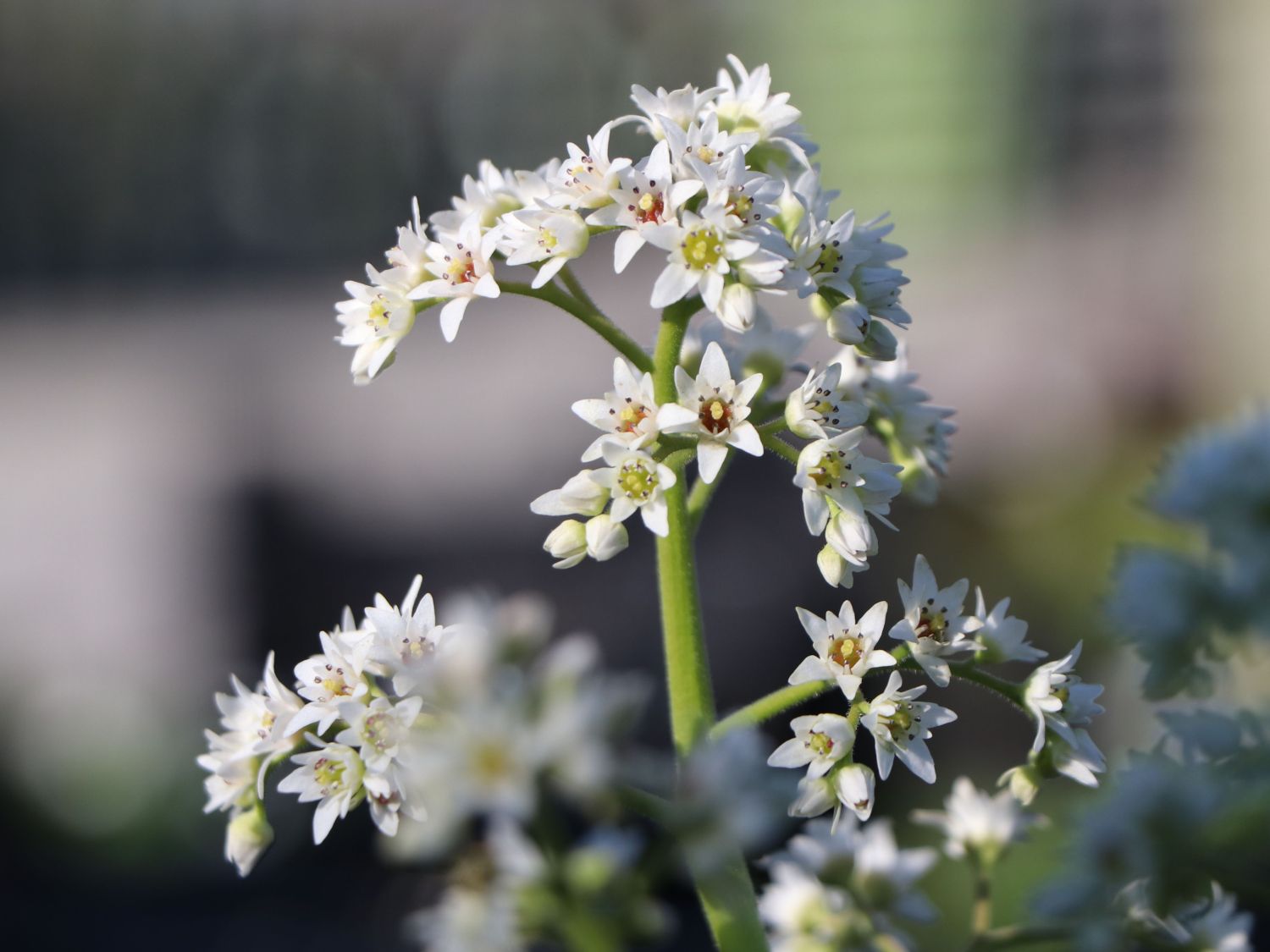 Mukdenia rossii Ahornblatt Steingartenpflanze mit Blütenansatz