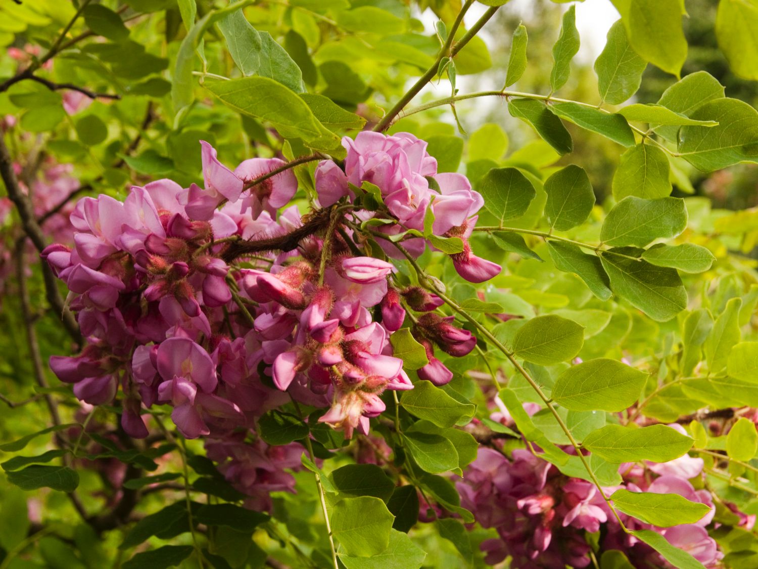 Robinie 'Casque Rouge' - Robinia margaretta 'Casque Rouge' - Baumschule  Horstmann