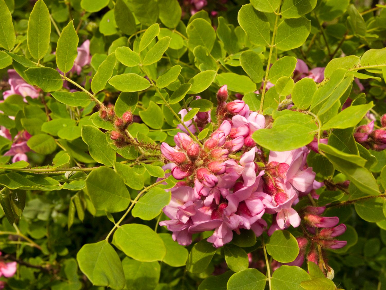 Robinia x margaretta ´Casque Rouge´, Schöner kleinkroniger …