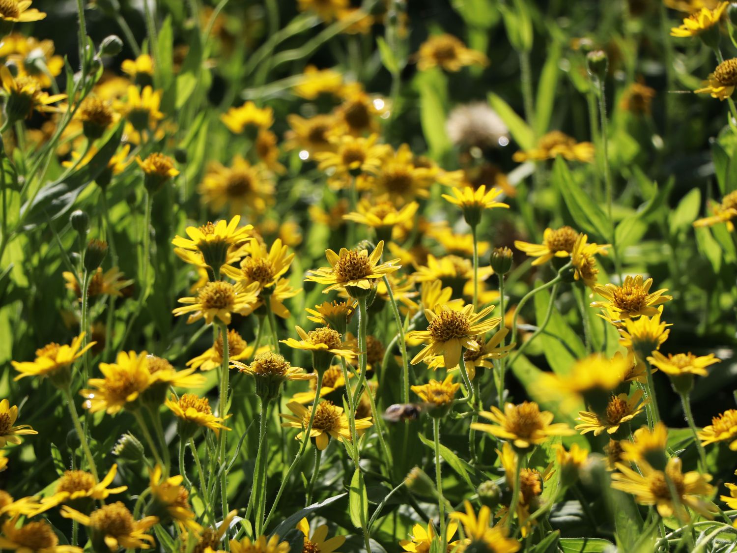 Arnika (Arnica) - Infos & Pflanzen dieser Gattung