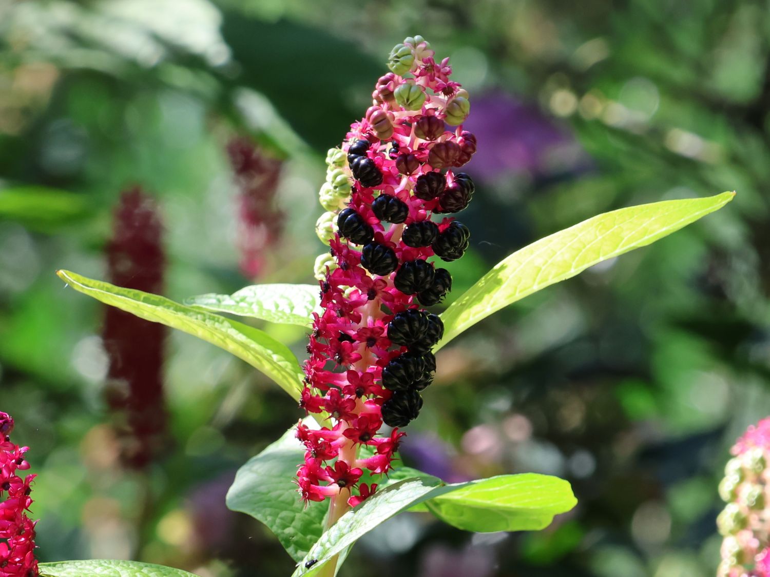 Kermesbeeren (Phytolacca) - Infos & Pflanzen dieser Gattung
