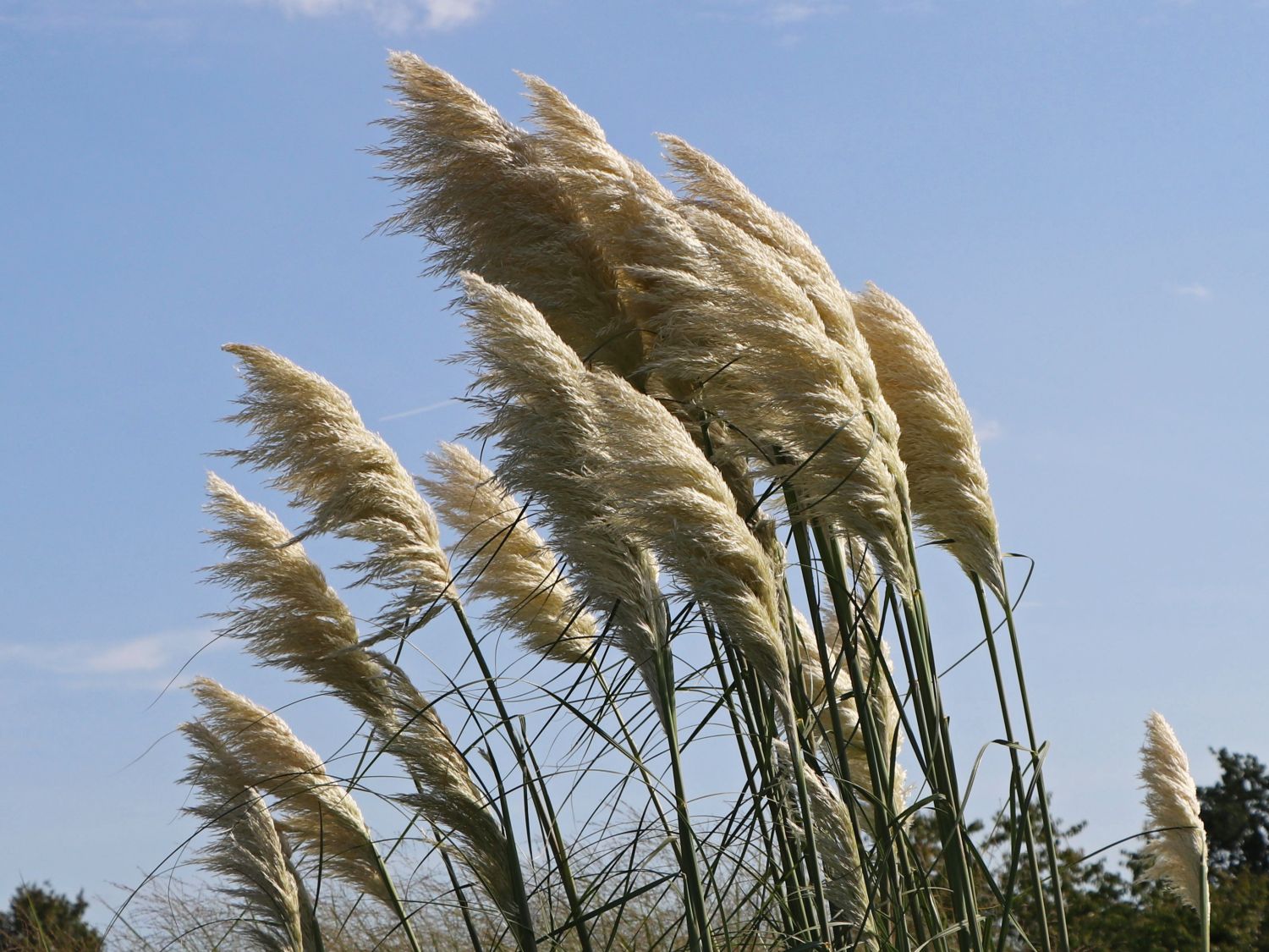 Amerikanisches Pampasgras / Silber-Pampasgras (Cortaderia selloana)