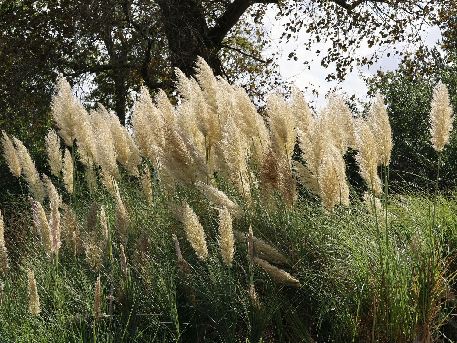 / Silber-Pampasgras (Cortaderia Amerikanisches Pampasgras selloana)