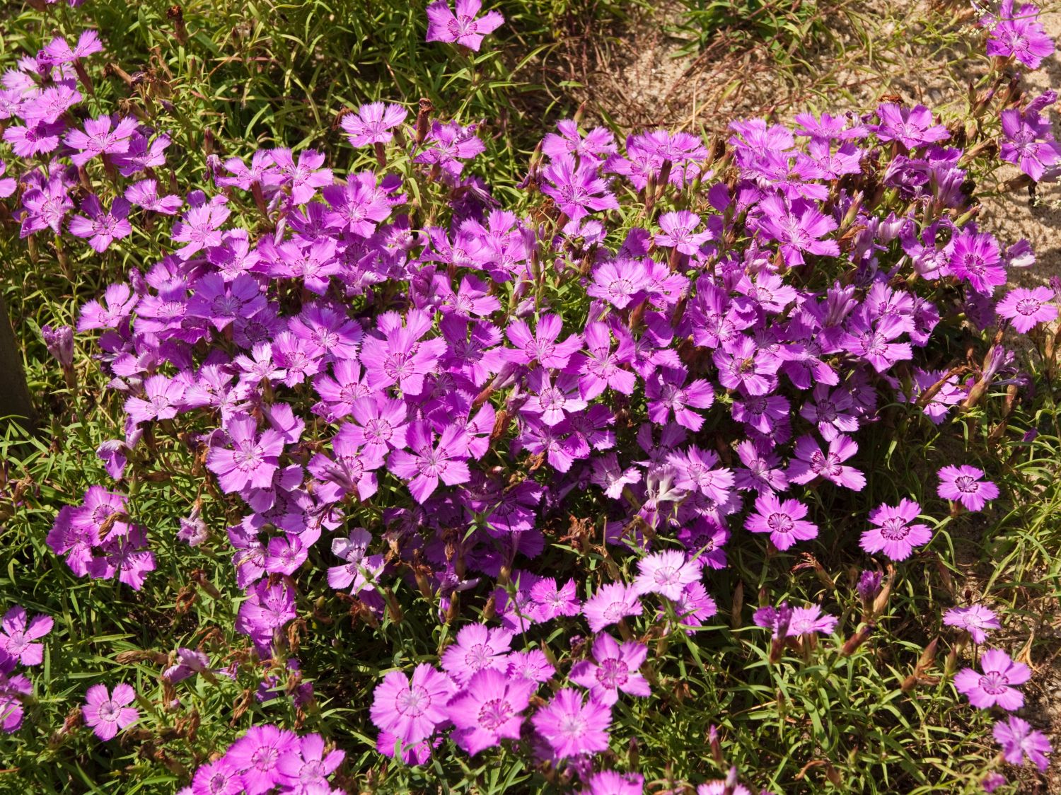 Nelkengewächse (Caryophyllaceae) Wissen & Pflanzen dieser Familie