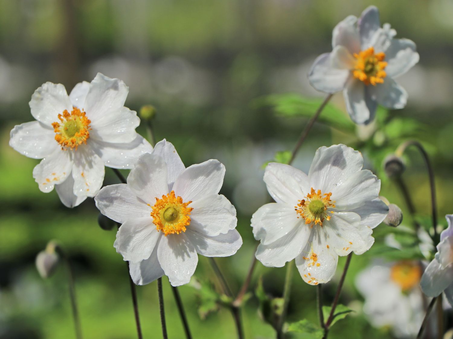 Anemone 'Ruffled Swan' - Finde Deine neue Staude + Online Ratgeber