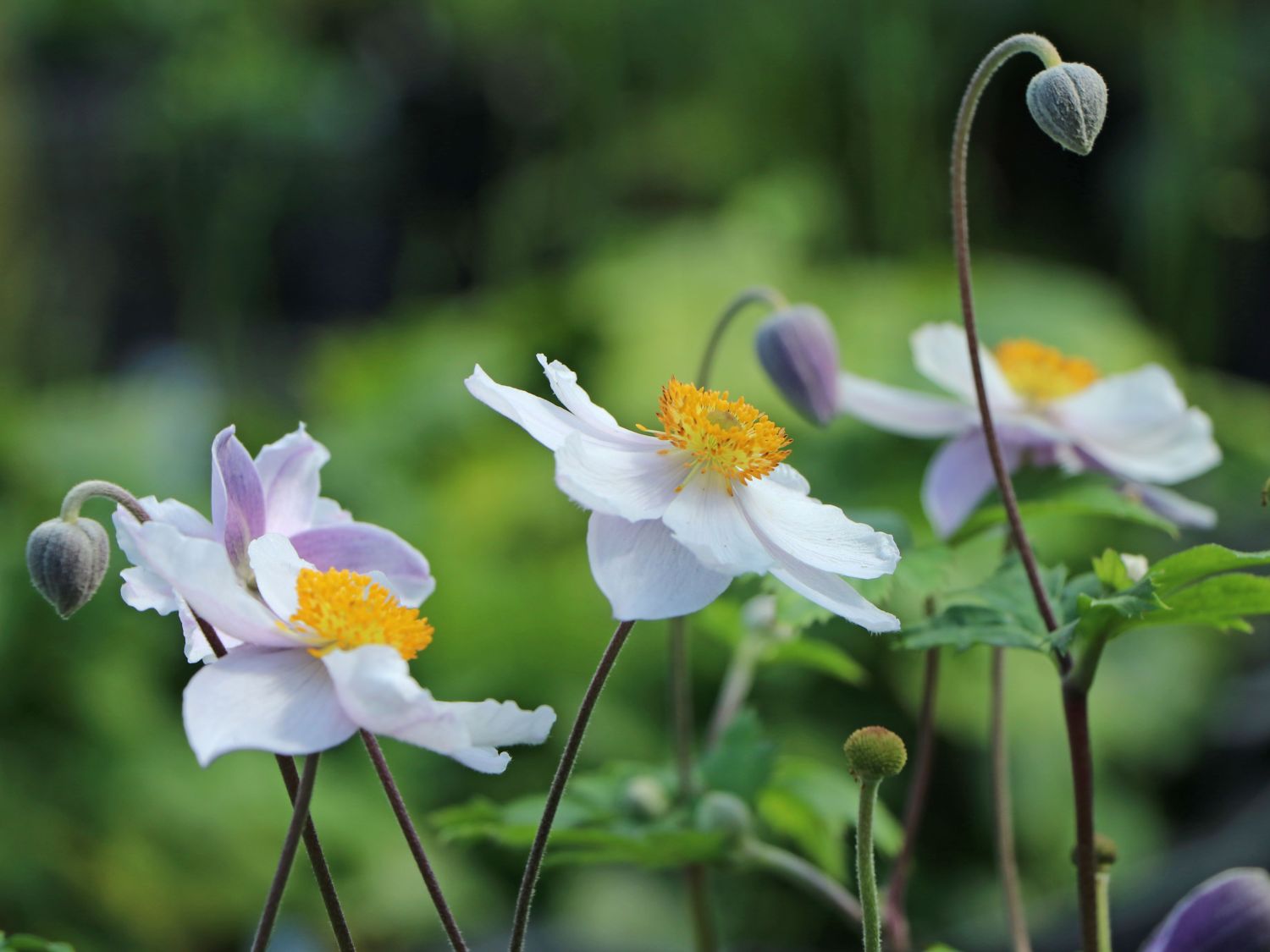 Anemone 'Ruffled Swan' - Finde Deine neue Staude + Online Ratgeber