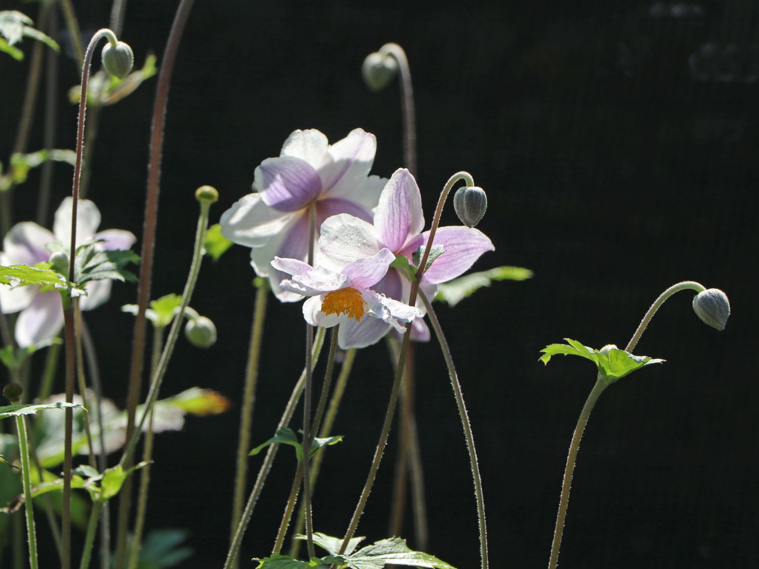 Anemone 'Ruffled Swan' - Finde Deine neue Staude + Online Ratgeber