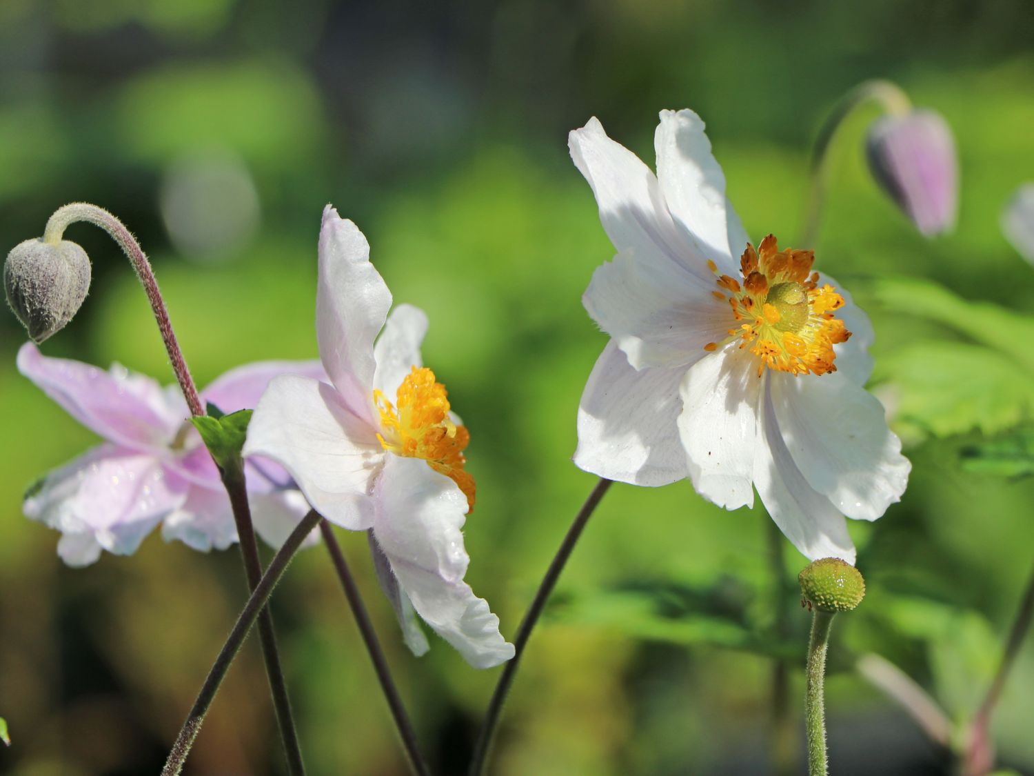 Anemone 'Ruffled Swan' - Finde Deine neue Staude + Online Ratgeber