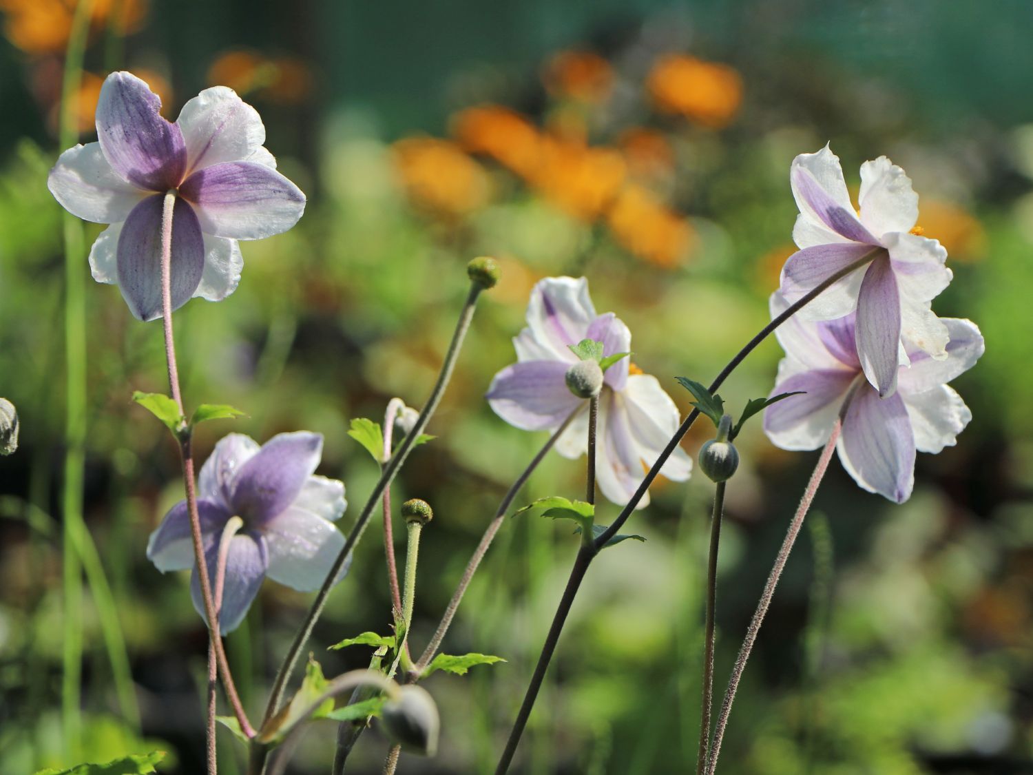 Anemone 'Ruffled Swan' - Finde Deine neue Staude + Online Ratgeber