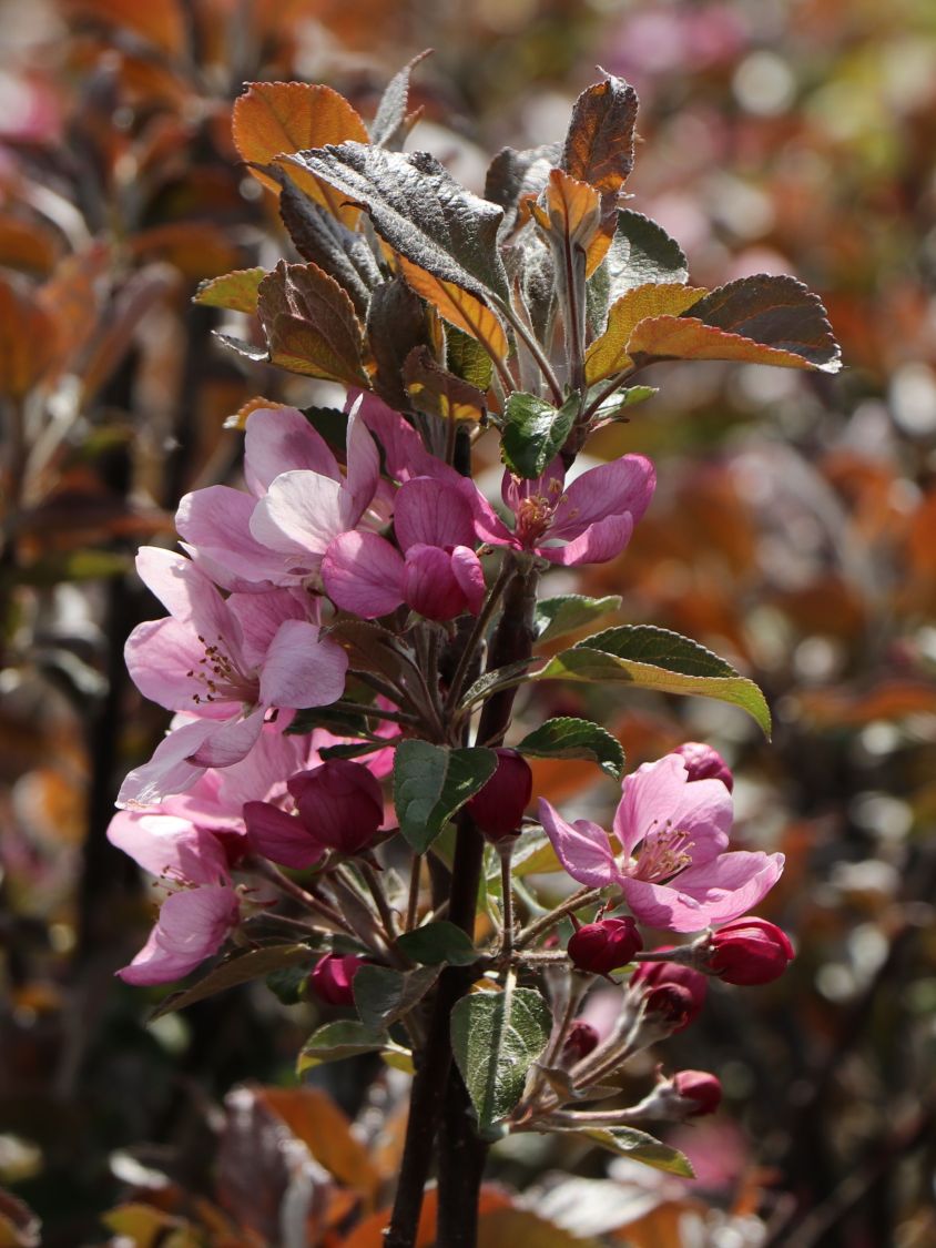 Redlove ® - Malus domestica Redlove ® 'Era' - Baumschule Horstmann