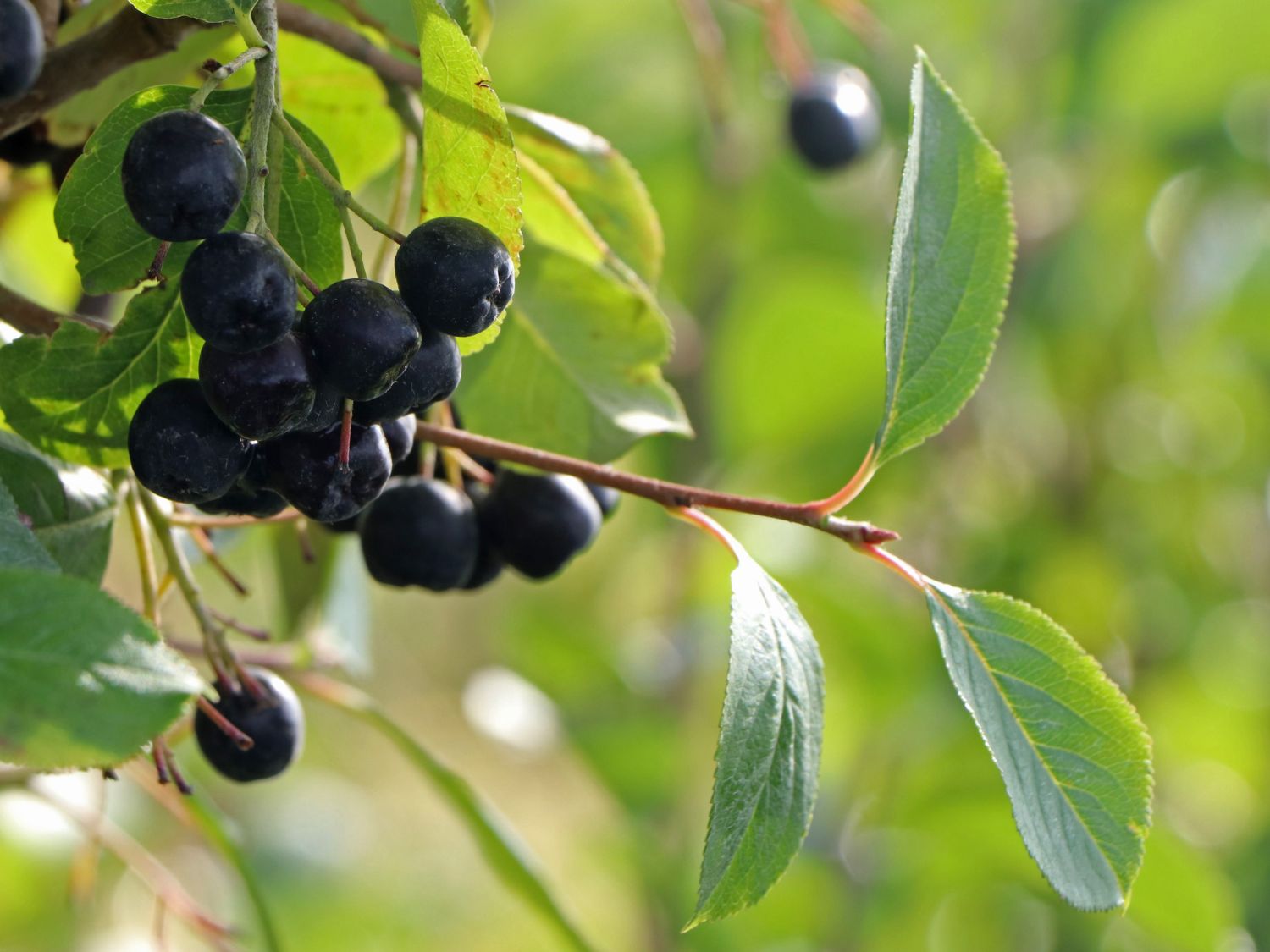 Ernte Aronia Aronia Erntemaschine