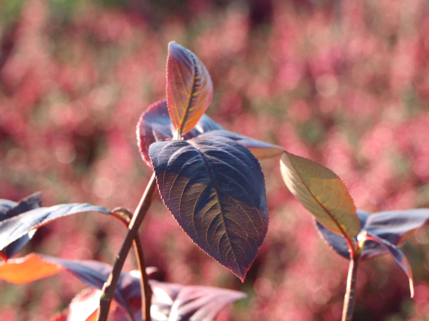 Apfelbeere 'Nero' - Aronia prunifolia 'Nero' - Baumschule Horstmann