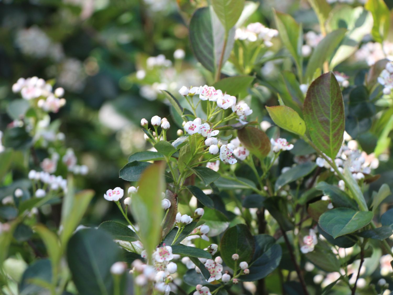 Apfelbeere 'Nero' - Aronia prunifolia 'Nero' - Baumschule Horstmann