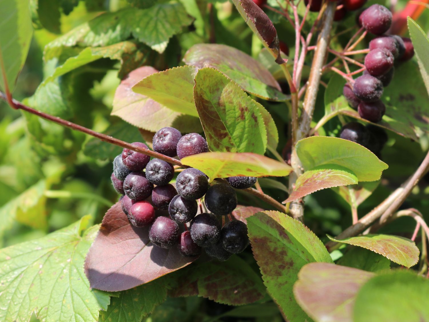 Apfelbeere 'Nero' - Aronia prunifolia 'Nero' - Baumschule Horstmann