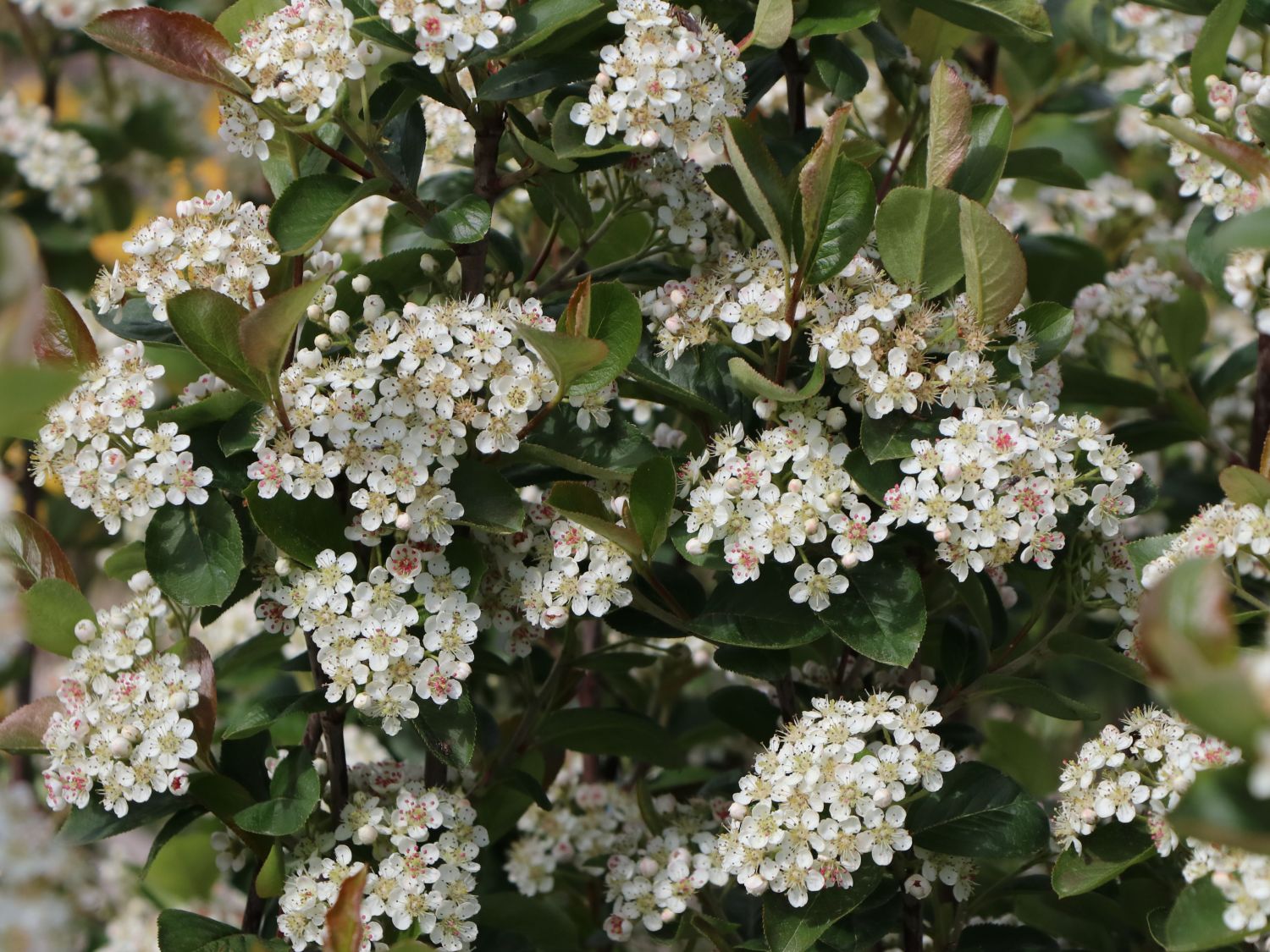 Apfelbeere 'Nero' - Aronia prunifolia 'Nero' - Baumschule Horstmann