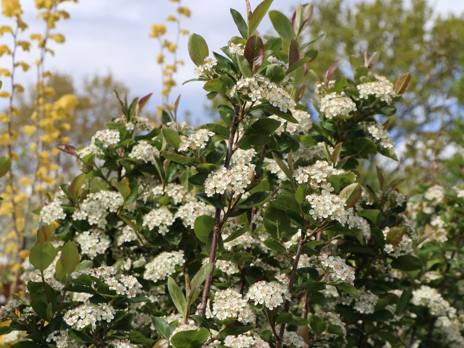 Apfelbeere \'Nero\' - Aronia prunifolia \'Nero\' - Baumschule Horstmann