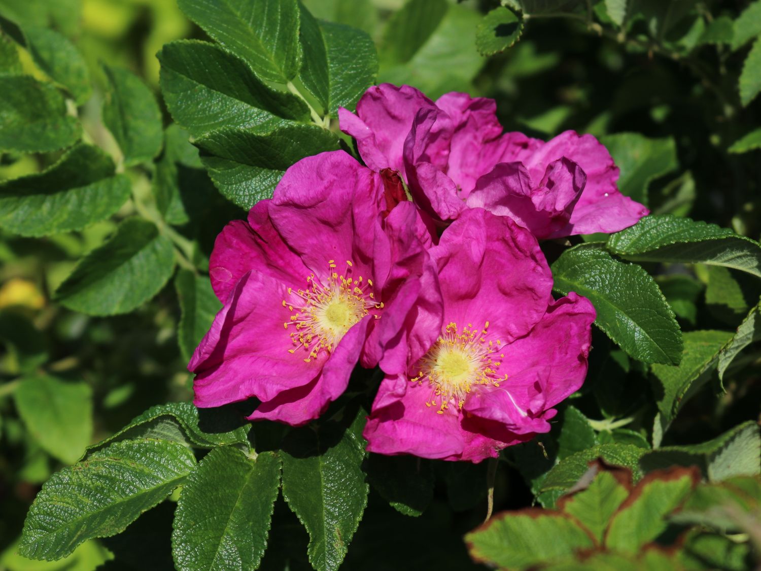 5 Kartoffelrose Apfelrose Rose Rosa rugosa 60-100 cm wurzelnackt 